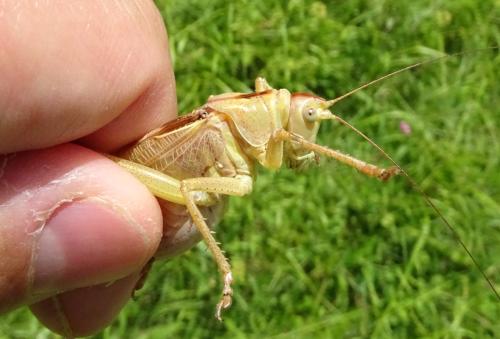 Tettigonia viridissima